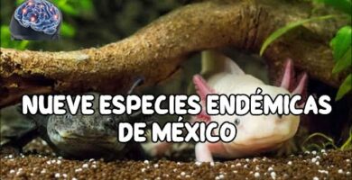Descarga gratis PDF de especies endémicas en México