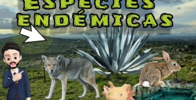 Especies Endémicas de Animales: Descubre la Fauna Única en tu Región